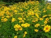 Heliopsis Summer Sun