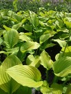 Hosta Sum and Substance Hosta Sum and Substance
