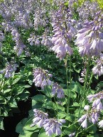 Hosta Halcyon in flower Hosta Halcyon in flower