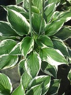 Hosta Patriot Hosta Patriot