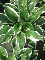 Hosta Patriot