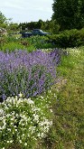 Nepeta Walkers Low Nepeta Walkers Low