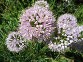 Allium Pinky hybrid, Ornamental Plantings exclusive variety Allium Pinky hybrid, Ornamental Plantings exclusive variety