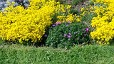 Allysum, Basket of Gold in early Spring