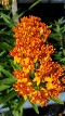 Asclepias tuberosa, Butterfly Weed Asclepias tuberosa, Butterfly Weed