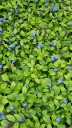 Ceratostigma plumbagnoides, Blue Leadwort Ceratostigma plumbagnoides, Blue Leadwort