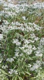 Eupatorium Prairie Jewell in Flower Eupatorium Prairie Jewell in Flower
