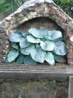 Hosta Blue Angel Hosta Blue Angel