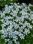 Laurentia, Blue Star Creeper Laurentia, Blue Star Creeper