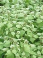 Mountain Mint Mountain Mint