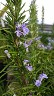 Rosemary in Flower