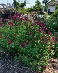 Salvia Heatwave Blaze Salvia Heatwave Blaze
