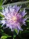 Stokesia Stokesia