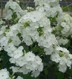 Phlox paniculata Superphlox Phlox paniculata Superphlox