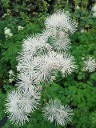 Thalictrum aquilegiafolium Album Thalictrum aquilegiafolium Album