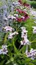 Verbena rigida Polaris Verbena rigida Polaris
