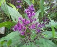 Vernonia, Native Ironweed