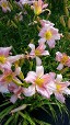Daylily Frosty Beauty Daylily Frosty Beauty