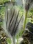 Pulsatilla vulgaris Seedhead