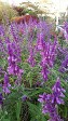 Salvia leucantha , Mexican Sage Salvia leucantha , Mexican Sage