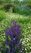 Salvia Blue Queen Salvia Blue Queen