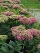 Sedum Autumn Joy Sedum Autumn Joy