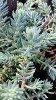 Sedum Blue Spruce