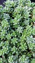 Sedum oregonum Sedum oregonum