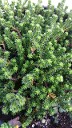 Sedum sexangulare Sedum sexangulare