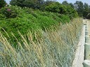 Blue Lyme Grass on Bulkhead Blue Lyme Grass on Bulkhead