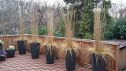 Karl Foerster Feather Reed Grass, Patio Containers in Winter Karl Foerster Feather Reed Grass, Patio Containers in Winter