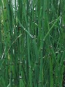Equisetum- Horsetail Equisetum- Horsetail