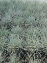 Festuca Silver Lining Festuca Silver Lining