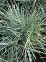 Festuca Silver Lining