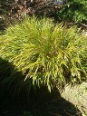 Hakonechloa Green Hakonechloa Green