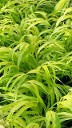 Hakonechloa All Gold Hakonechloa All Gold