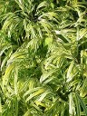 Hakonechloa macra aureola Hakonechloa macra aureola