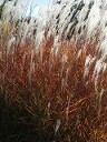 Flame Grass in Autumn Flame Grass in Autumn