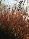 Flame Grass in Autumn