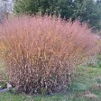 Panicum Dallas Blues, Autumn Color Panicum Dallas Blues, Autumn Color