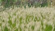 Hameln Fountain Grass Hameln Fountain Grass