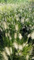 Little Bunny Fountain Grass Little Bunny Fountain Grass