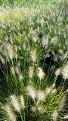 Little Bunny Fountain Grass