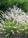 Pennisetum orientale Pennisetum orientale