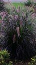 Pennisetum rubrum, Purple Fountain Grass