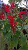 Pineapple sage Pineapple sage