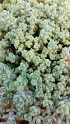 Sedum dasyphyylum ( hispanicum) Sedum dasyphyylum ( hispanicum)