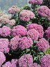 Sedum Neon Sedum Neon