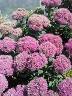 Sedum Neon