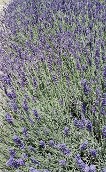 Lavender Provence Lavender Provence